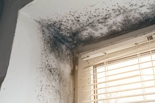 Affordable Crawl Space Mold Removal solutions in Cedar Grove, NC